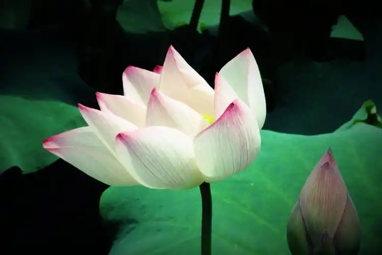 静心赏摄影作品多品种(荷花)尽信书2019.08.06制作