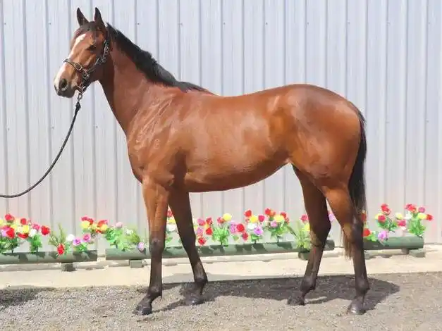 「大陆马会」驻新西兰赛马的练马师:刚刚斩获著名一级赛冠军!