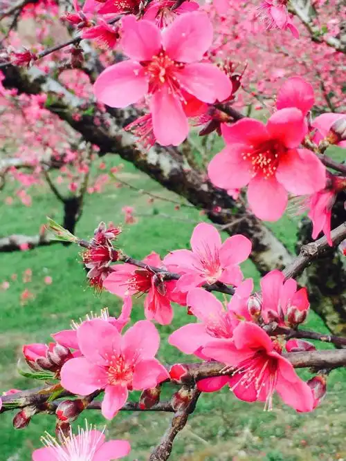 十里桃花,三生三世