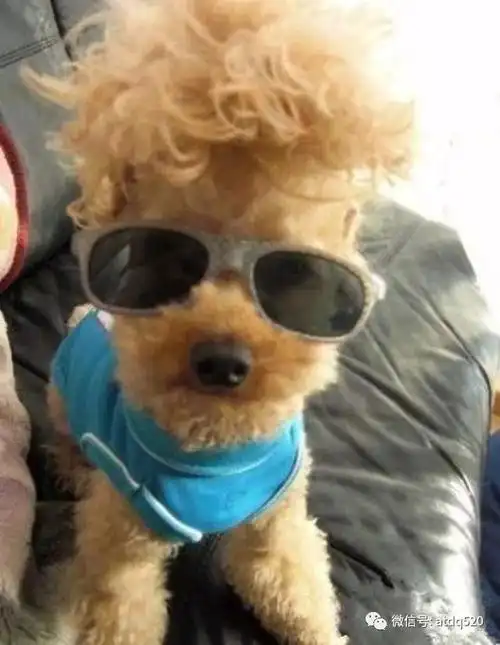 泰迪的几种发型,总有一款适合你的宝贝