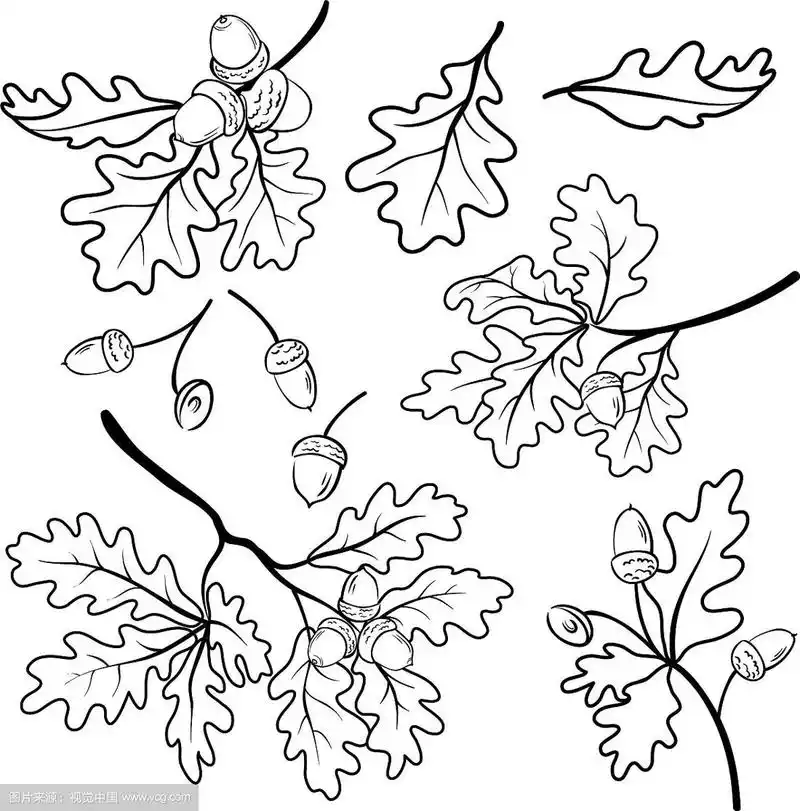 橡树的树枝上有橡子的轮廓