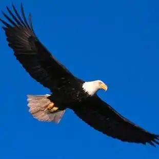 微信头像图片老鹰_头像图片_扣扣乐园