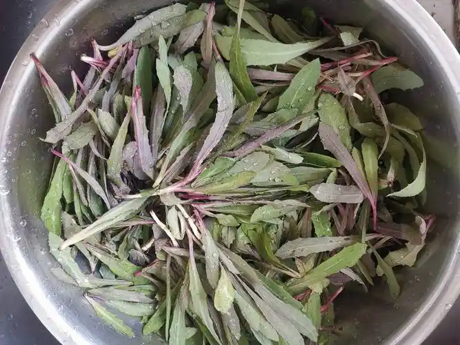 曲曲菜浑身都是宝再不吃就老了简单蒸一蒸太香了吃过的都是老乡