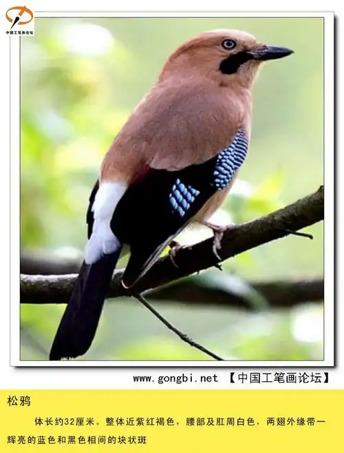 388种雀鸟图文资料.给初学者的新年礼物!(2)