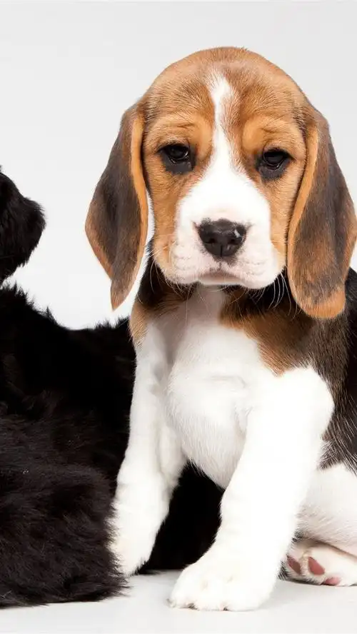 壁纸 可爱的小狗,黑色和斑点的狗 3840x2160 uhd 4k 高清壁纸, 图片