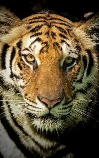 霸气大型食肉动物老虎图片壁纸