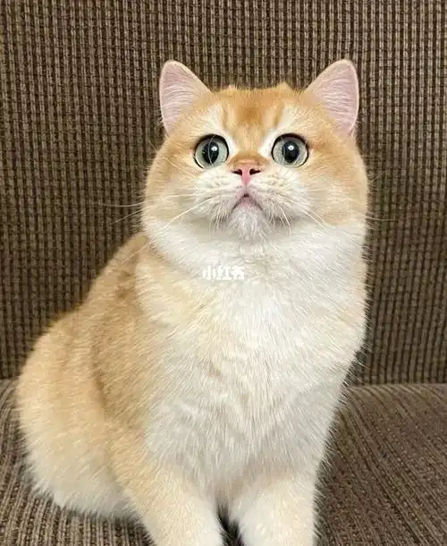 金渐层_金渐层_英短_缪缪怎么样_宠物_英短金渐层_宠物_猫_晒猫