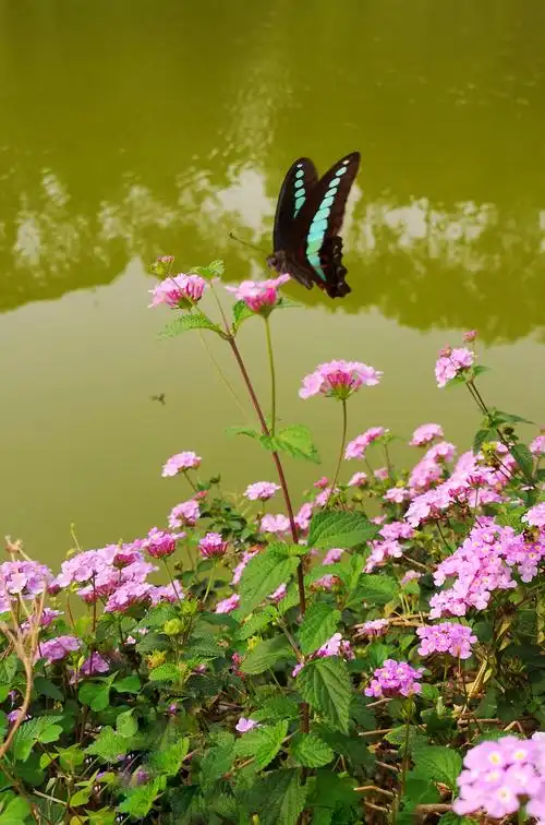 蝶恋花(之二)花蝴蝶