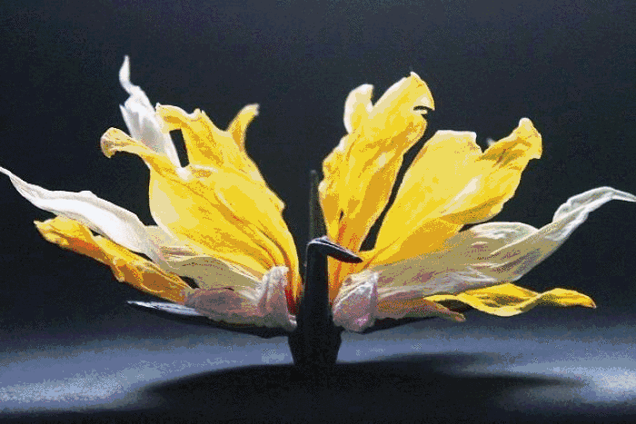 罗马尼亚男孩折了1000天的千纸鹤每一只都极具艺术