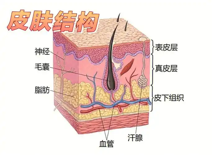 护肤知识分享第一篇:了解皮肤的结构