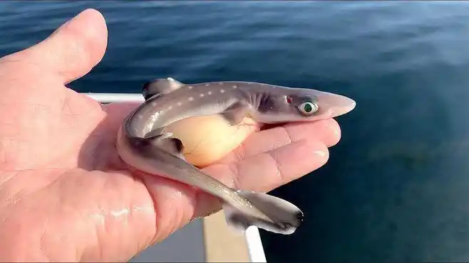 小鲨鱼是如何孕育出来的?