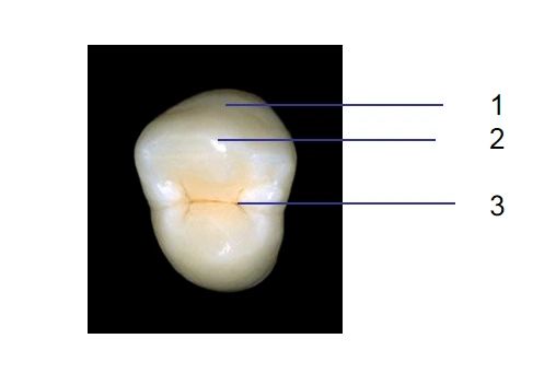 2021牙体解剖与口腔生理学桂林医学院最新满分章节测试答案