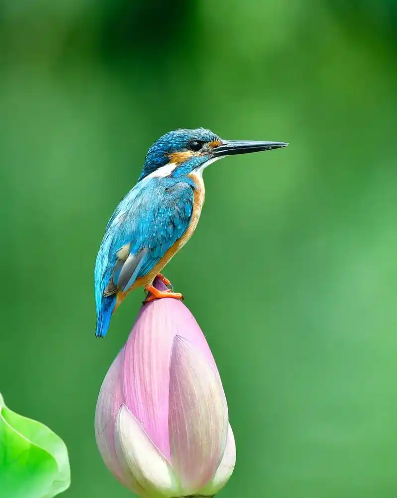 野生鸟类摄影 一组荷花上的小翠鸟送给大家! - 抖音