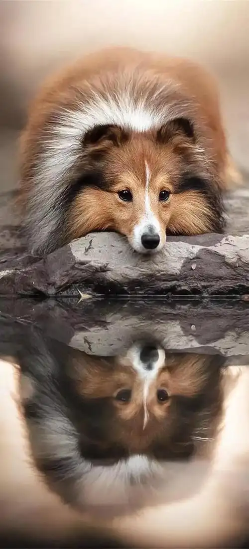 高清动物壁纸173期(无水印)