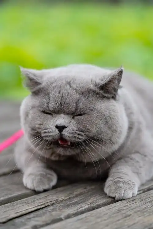 英短 蓝猫 纯蓝色 英国短毛猫 沐米猫舍 适合当种猫