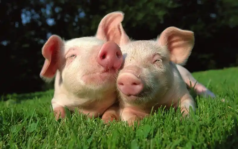 动物宽屏壁纸合集(28)8 - 1440x900