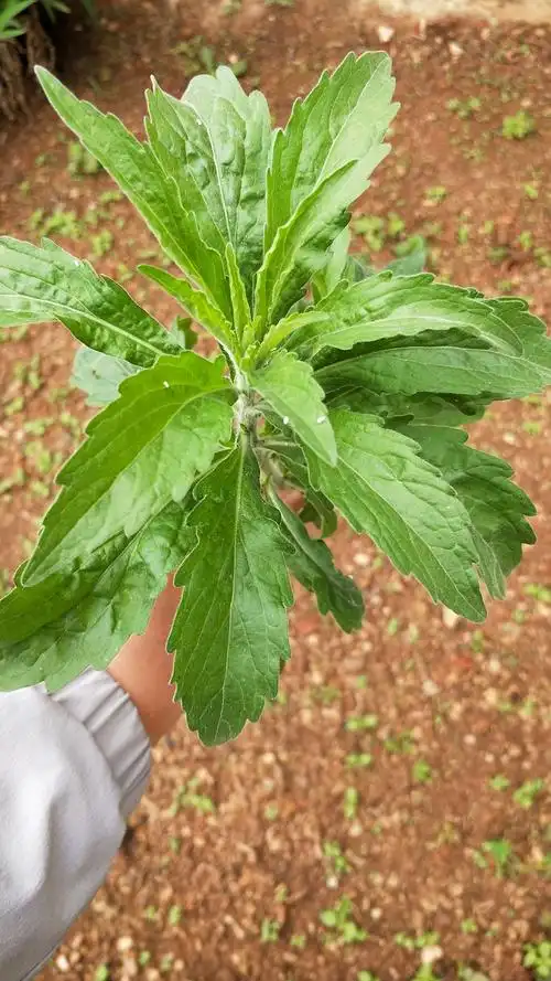铁蒿(学名飞蓬)