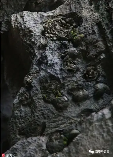 都安石头开花它的专业科学名称你可能不知道吧