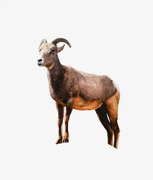 羚羊素材免费下载_觅元素
