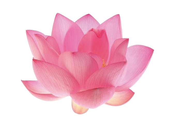 莲花png