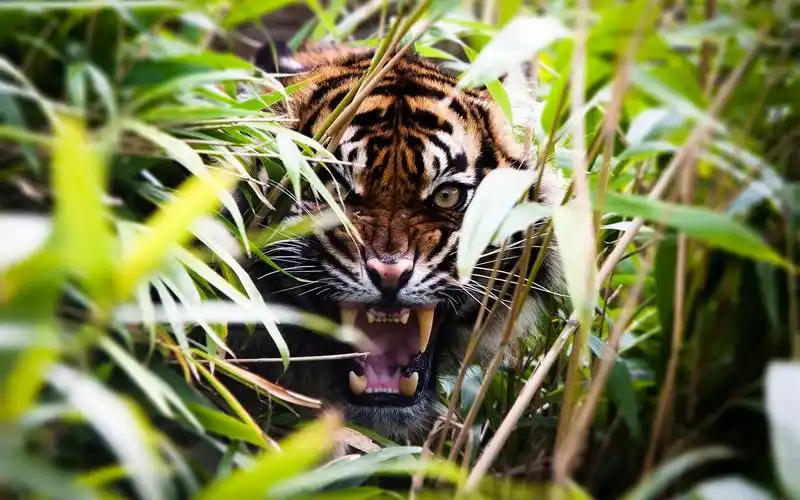 nature,animals,tiger,depth of field,plants,roar,壁纸,高清壁纸