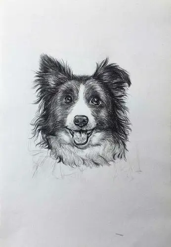 狗狗素描画教程可爱狗狗美术作品