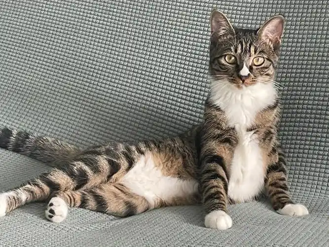 小土猫也可以很漂亮