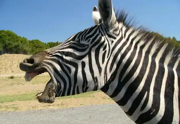 斑马为啥是素食动物中的恶棍?斑马遍布非洲,为何非洲人不骑斑马|家畜|