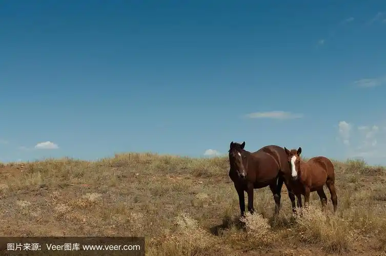 草原上的野马