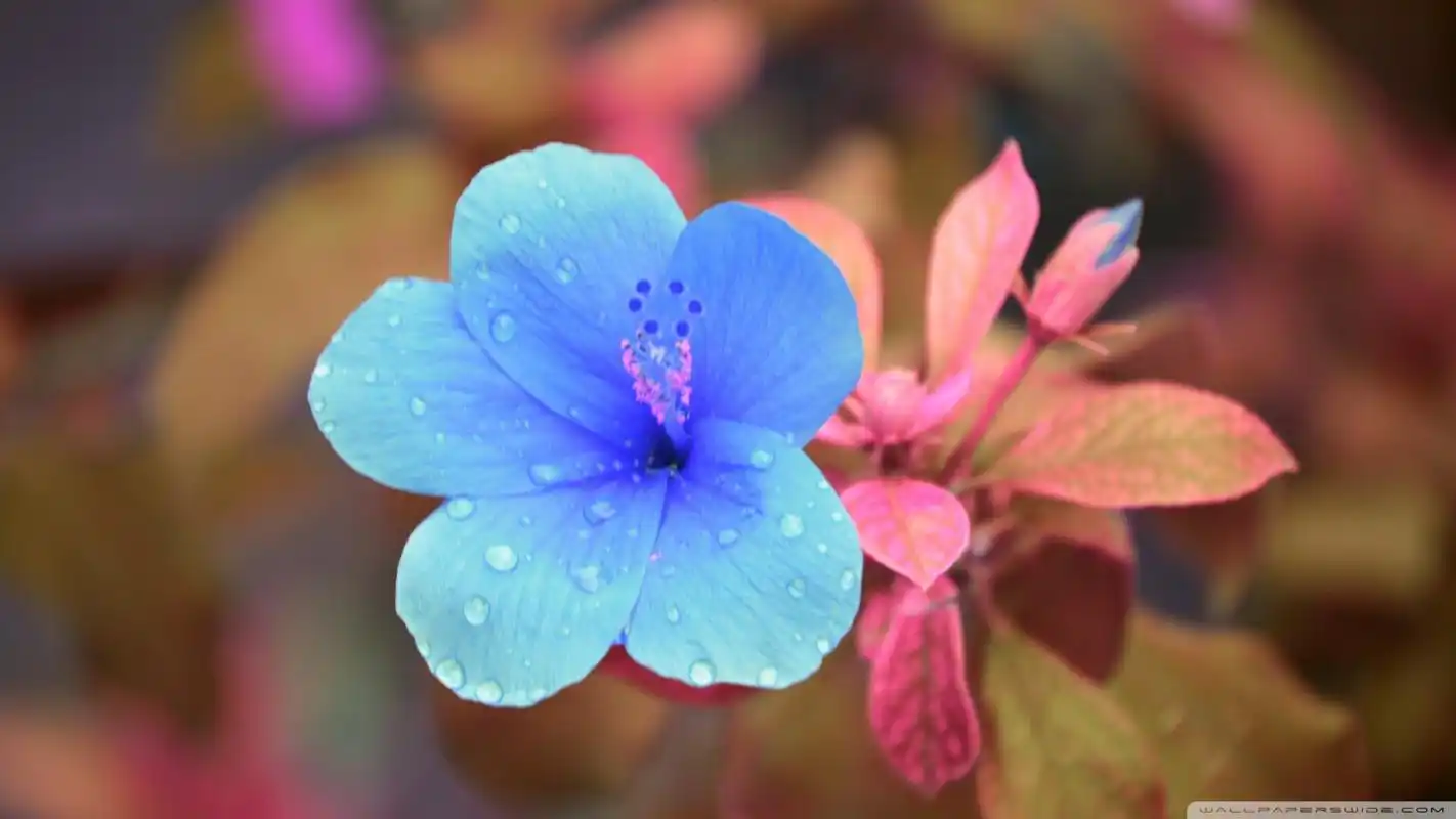 唯美花卉锁屏高清桌面壁纸