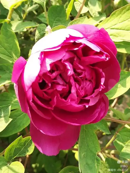 卷叶红~花开似火