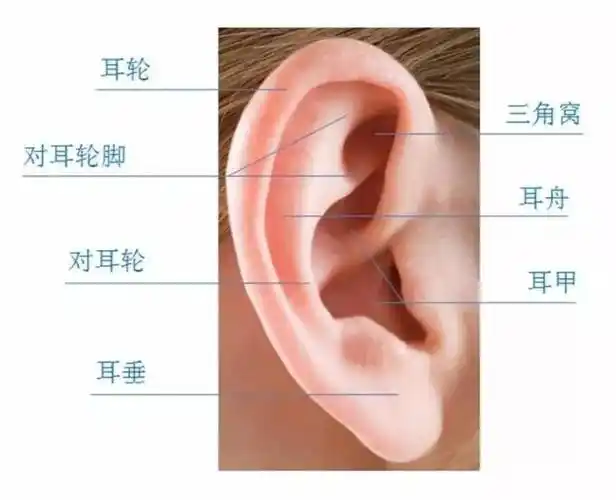 耳廓.jpg