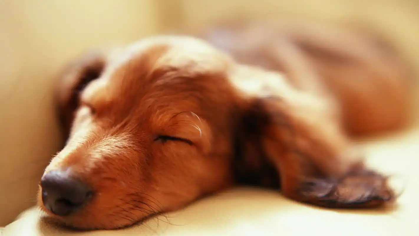 可爱萌宠汪星人治愈系高清桌面壁纸