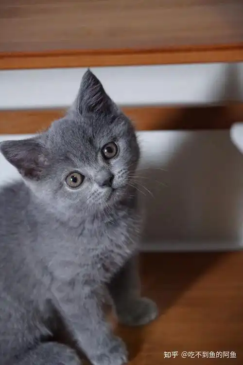 有英短蓝猫的图片吗