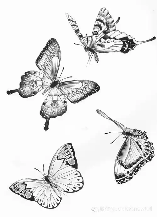 工笔蝴蝶画法与线描画谱