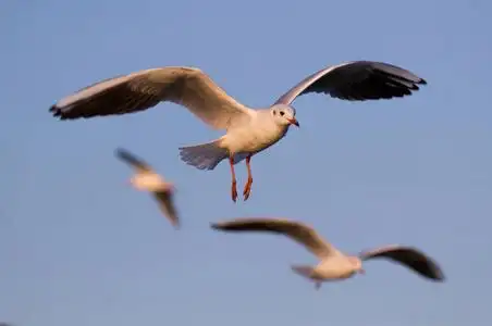 阳光海鸥海鸥在阳光明媚的天空中飞翔照片