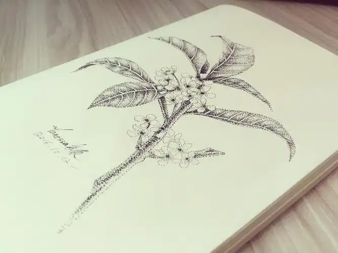 点绘《花卉》-带步骤