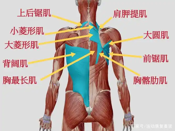 肩胛内上角,肩胛内侧缘,肩胛下角的问题,困惑了很多人