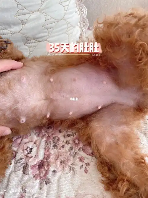 茶杯泰迪怀孕35天的肚肚