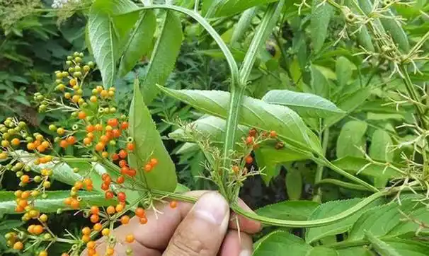 这种野草很常见,人称"排风藤",治跌打损伤是一绝,请您记住它