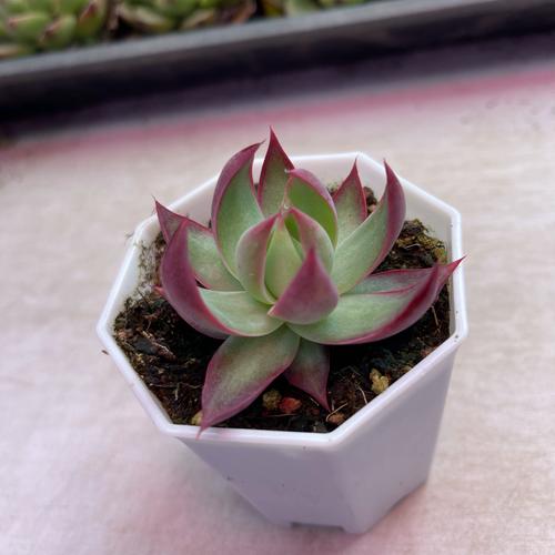 白盆惊鸿仙子3.5厘米左右满9.9元包邮多肉植物