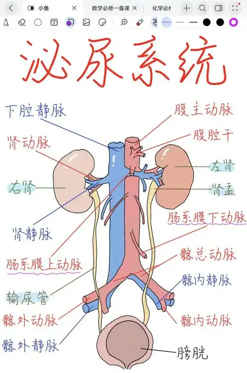泌尿系统解剖图解