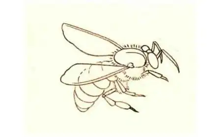 蜜蜂的工笔具体画法步骤图示01