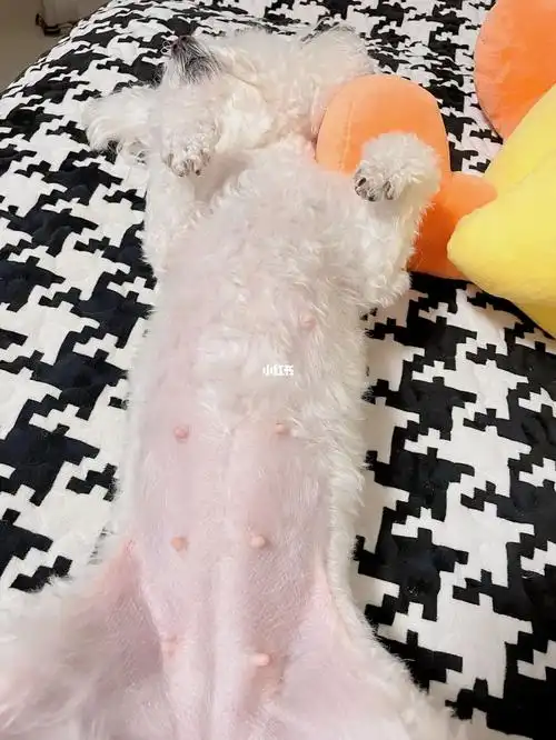 我家比熊怀孕32天了,但是肚子不是很大呢#比熊怀孕