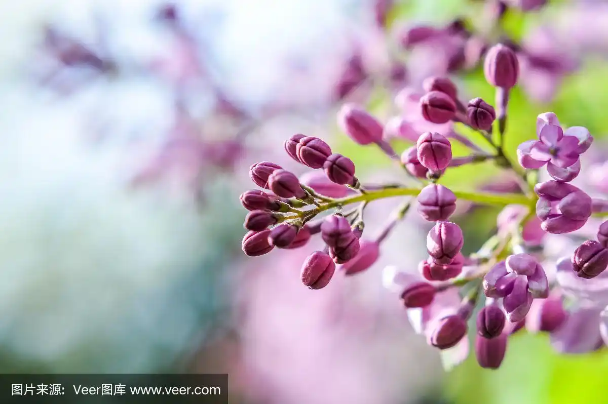 嫩枝上鲜艳的丁香花蕾(丁香)