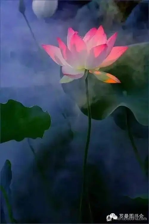 【莲花图】莲语,镜头下的禅意