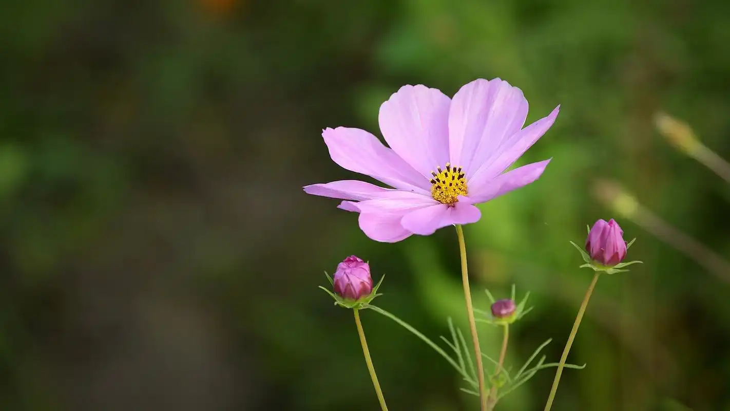 小清新波斯菊桌面壁纸第二辑