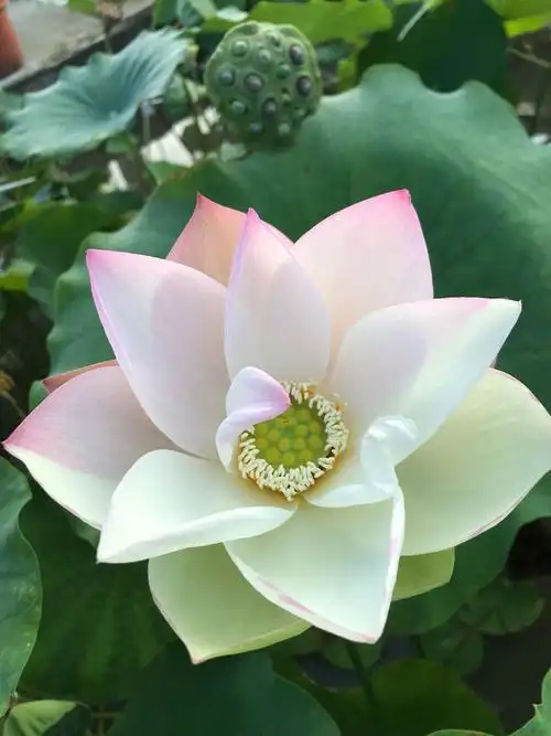 世界首个中型斑莲荷花品种有望在南京诞生