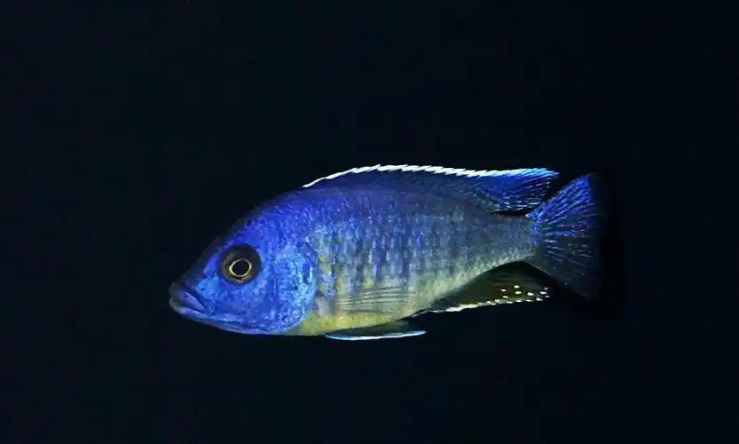 三湖慈鲷国皇孔雀国王蓝孔雀吉林市