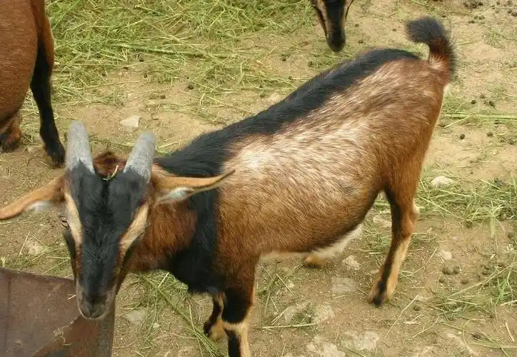 [土山羊批发] 丹诺山羊价格760元/只 30只起批 - 惠农网